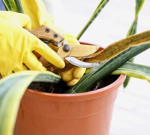 snake plant pruning