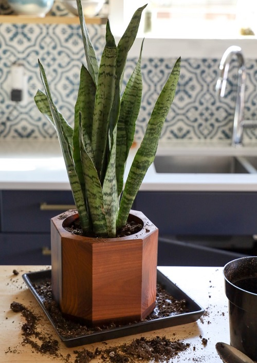 snake plant repot