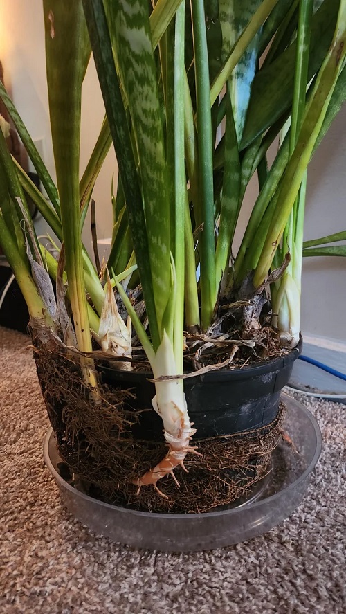 Roots Distending or Breaking the Pot