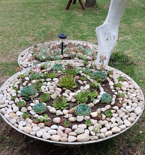 Spiral Succulent Arrangements 8