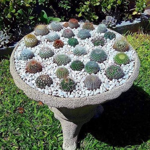 Spiral Succulent Arrangements 10