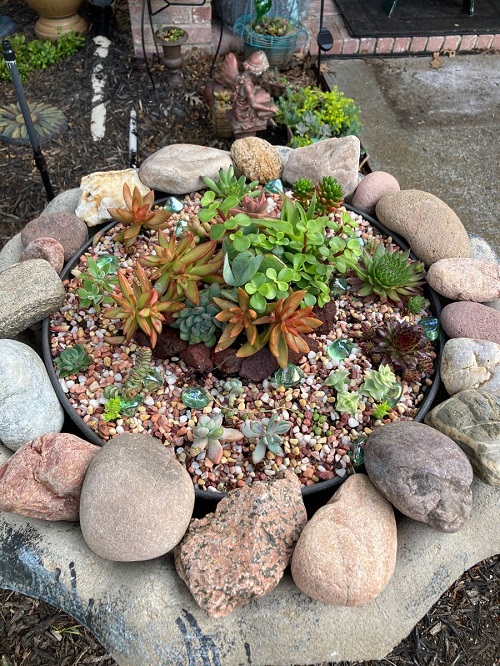 Spiral Succulent Arrangements 5
