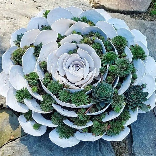 Spiral Succulent Arrangements 6