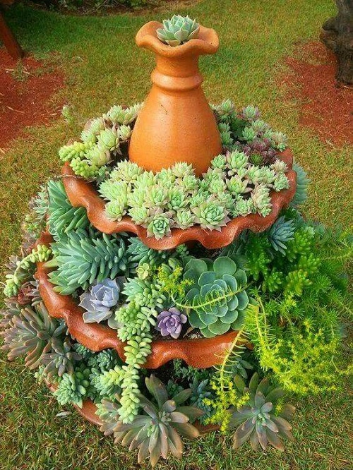 Spiral Succulent Arrangements