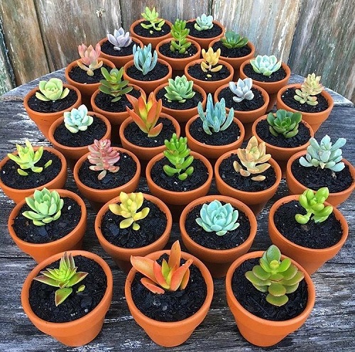 A Beginners Guide to the succulent