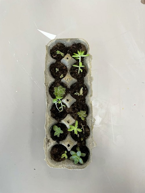 succulents in egg tray