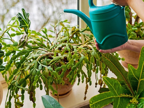 Christmas Cactus water