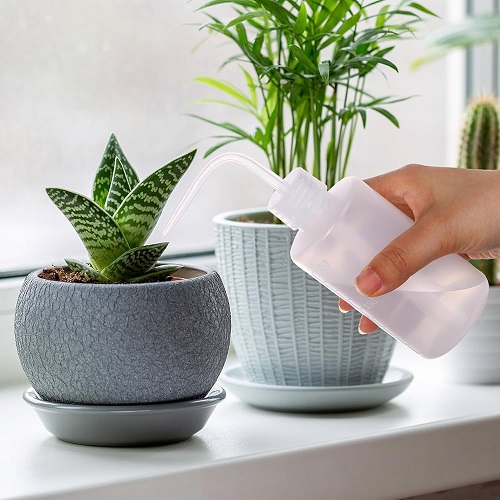 watering snake plant