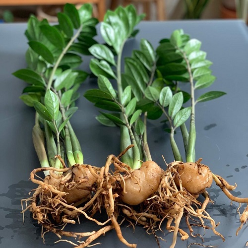 dividing zz plant