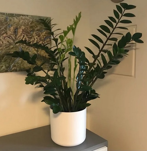 Z Z plant