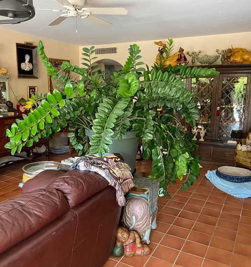 zz plant in room