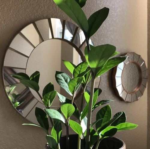 zz plant near mirror
