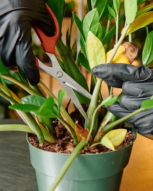 zz plant prune