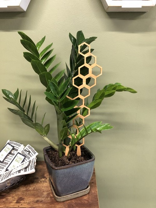 zz plant trellis