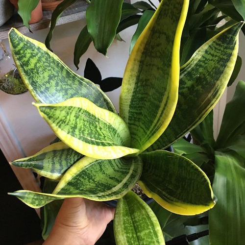 Dracaena 'Laurentii'