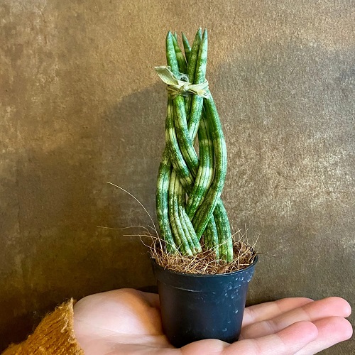 Braided Cylindrica