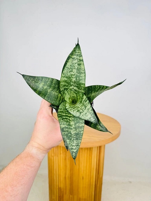 Dracaena 'Hahnii'