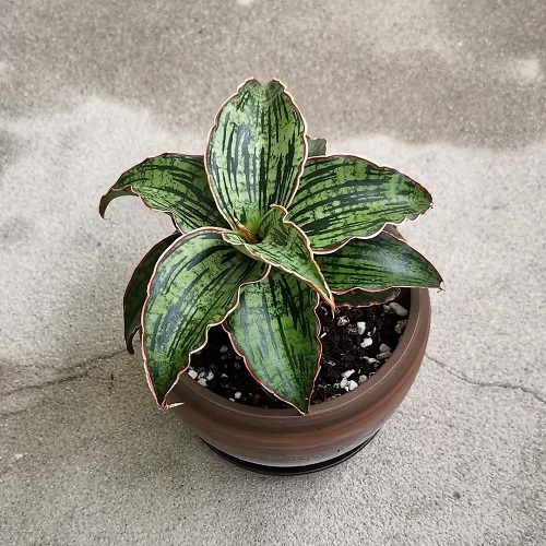 Dracaena pethera