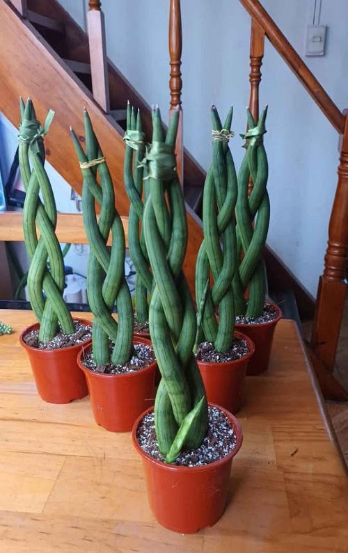Dracena angolensis