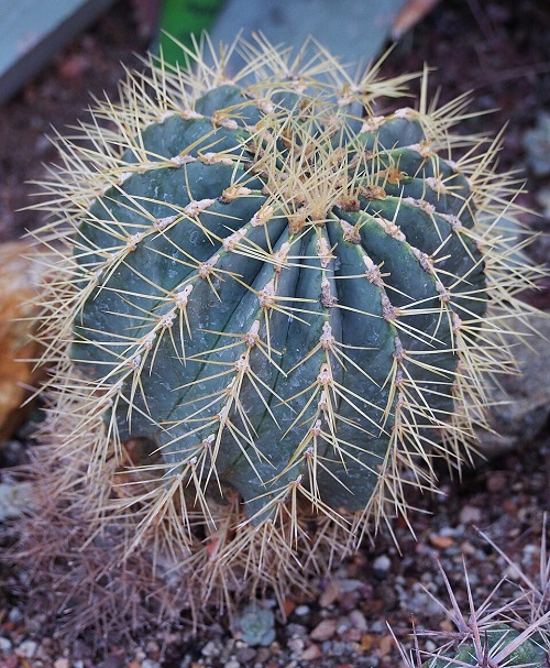 Ferocactus Glaucescens