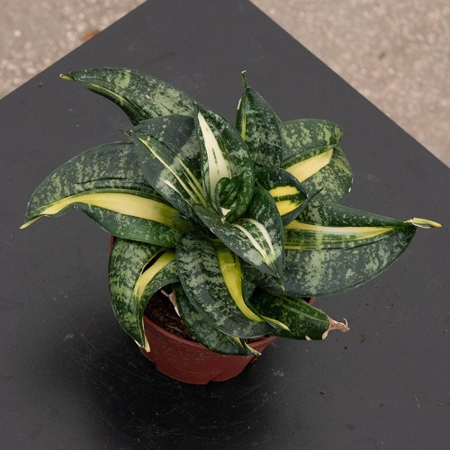 Sansevieria 'Spiral Queen'