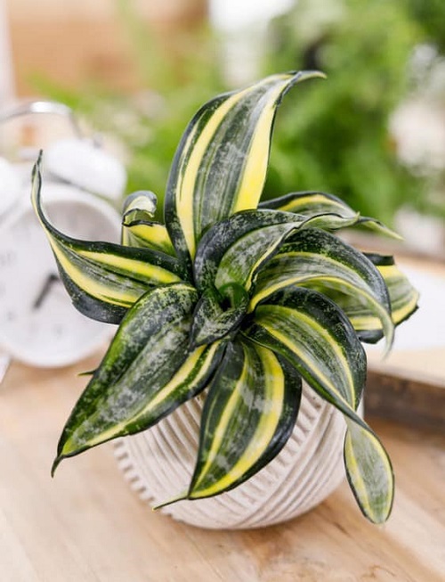 Sansevieria 'Spiral Star'