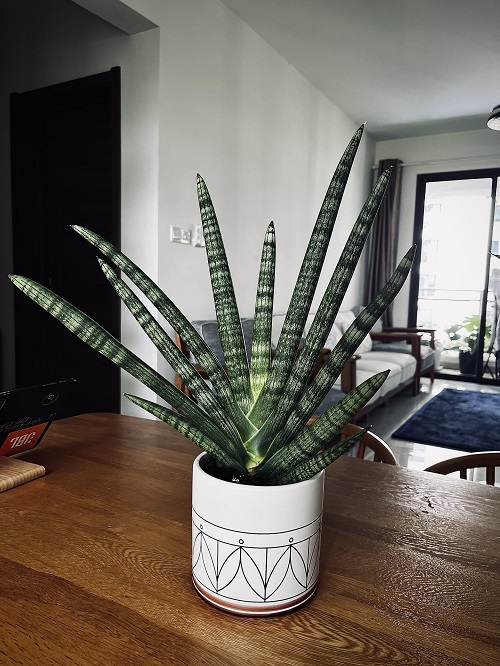 Sansevieria cylindrica