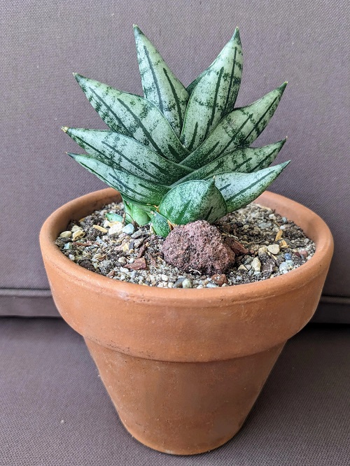 Sansevieria patula Boncel