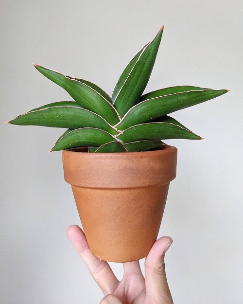 Sansevieria ‘Samurai Dwarf’