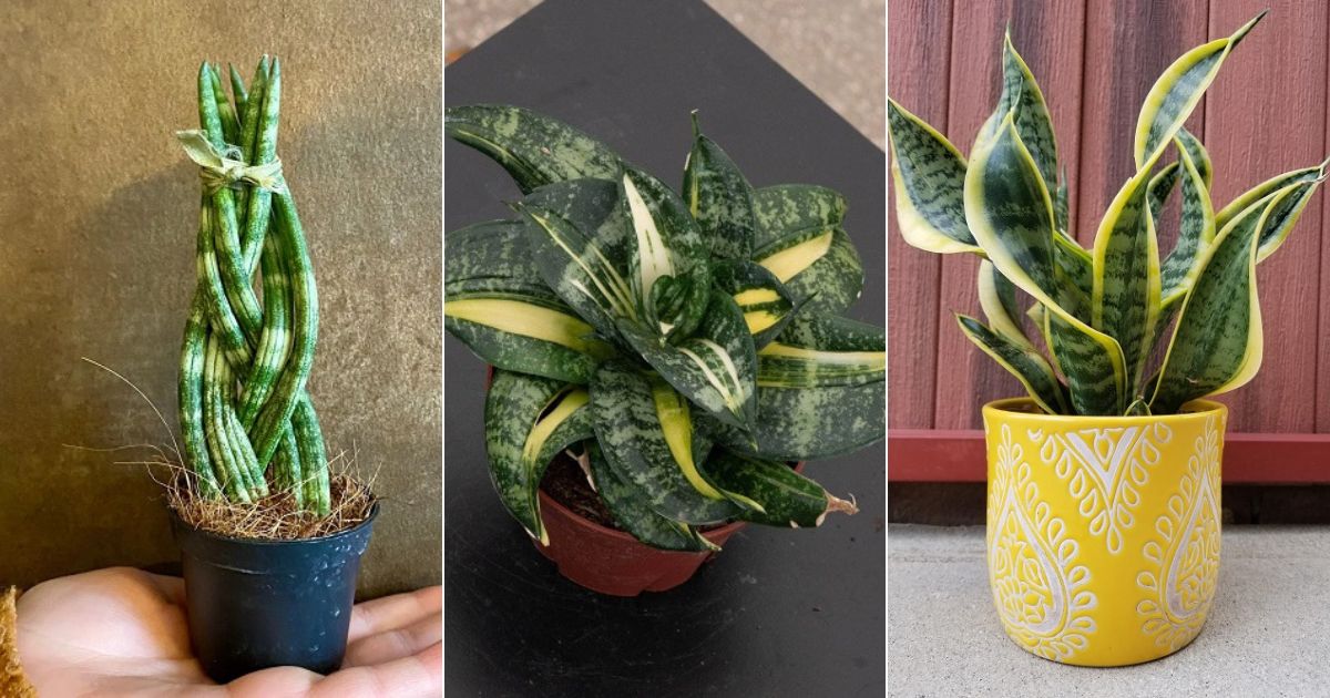 11 Amazing Snake Plant Varieties That Grow Spirally - Succulent Garden Web