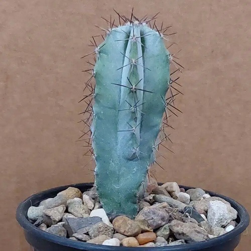 Stenocereus griseus