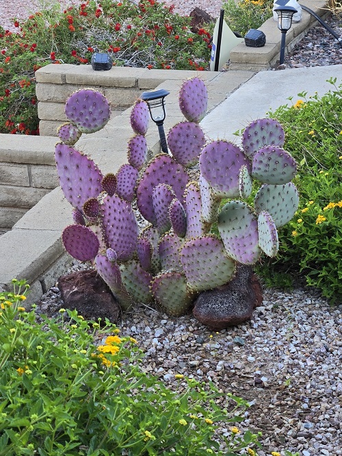 Opuntia Gosselin