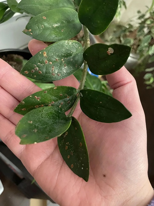 ZZ Plant pest 