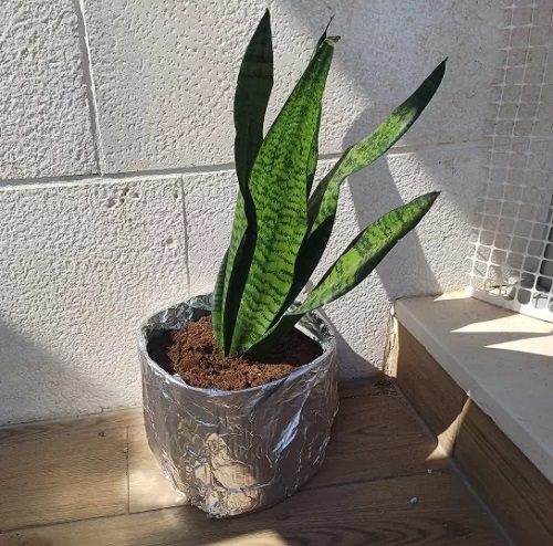 Wrapping Snake Plant with Aluminum Foil