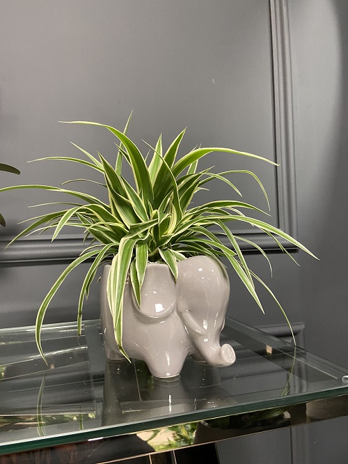 animal planters for spider plant