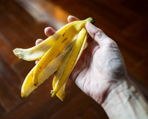 Banana Peel on Jade Plant 1