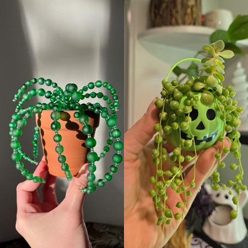 Traditional Vs Beaded Succulents