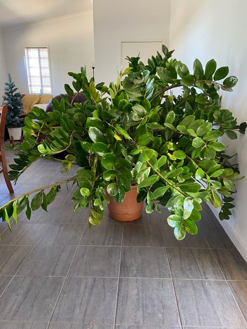 zz plant leaning