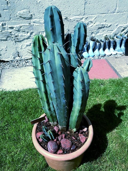 Myrtillocactus geometrizans