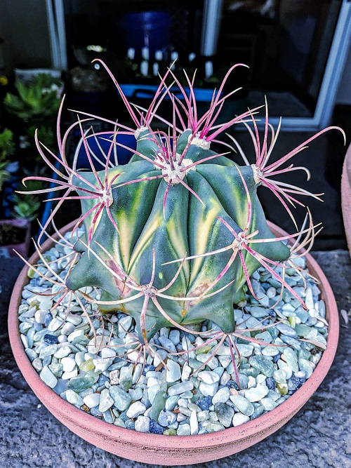 Ferocactus emoryi