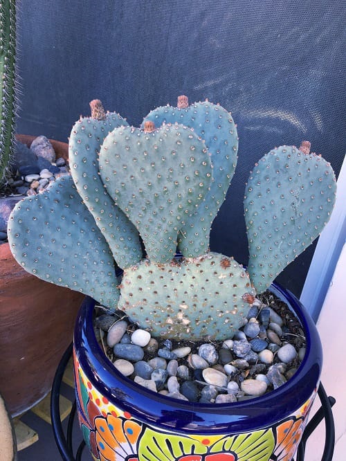Opuntia Basilaris