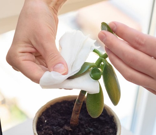 Banana Peel on Jade Plant