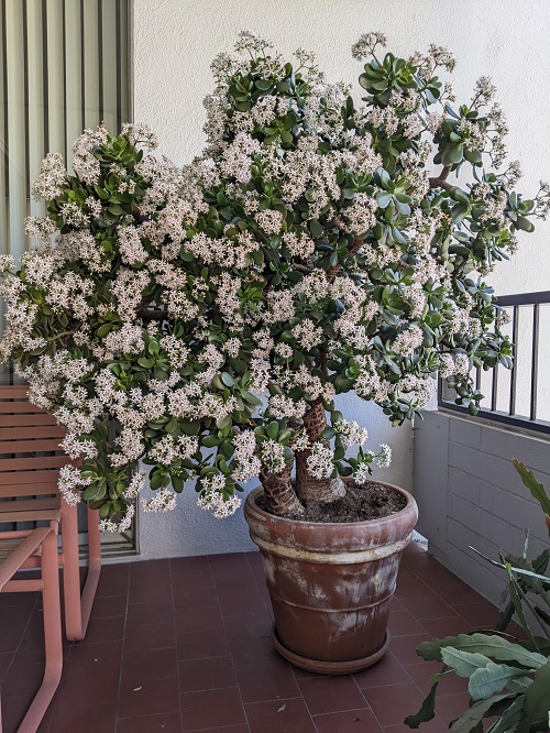 flowering jade plant