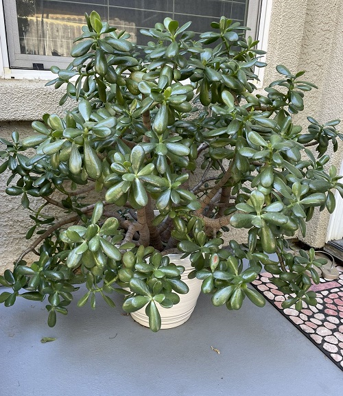 Banana Peel on Jade Plant 2