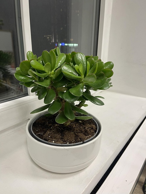 Milk for Your Jade Plants