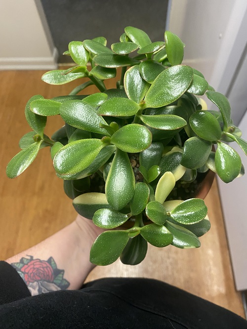 lushier jade plant