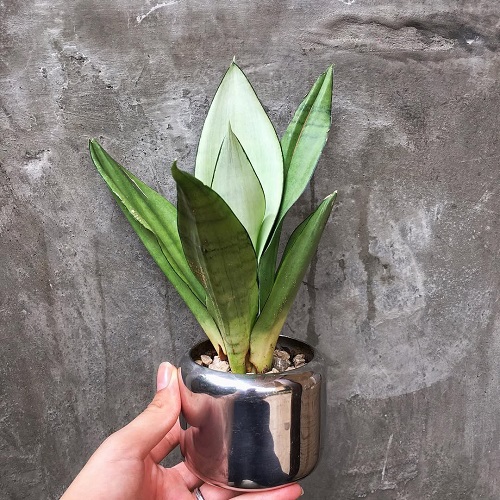 Dracaena 'Moonshine'