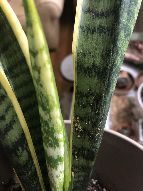 Wrapping Snake Plant with Aluminum Foil