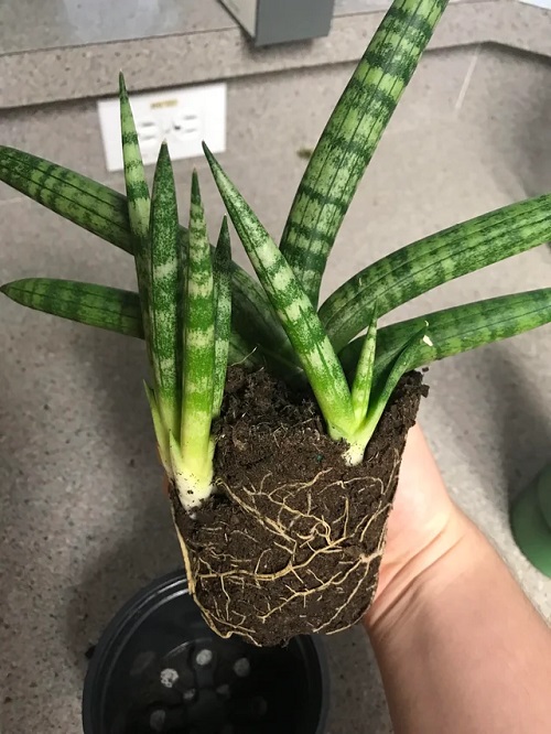 repotting snake plant