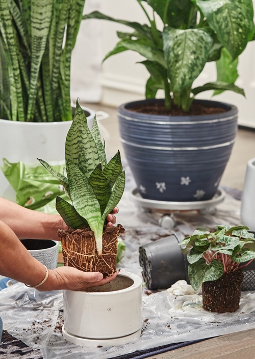 How to Repot Snake Plant Like A Pro